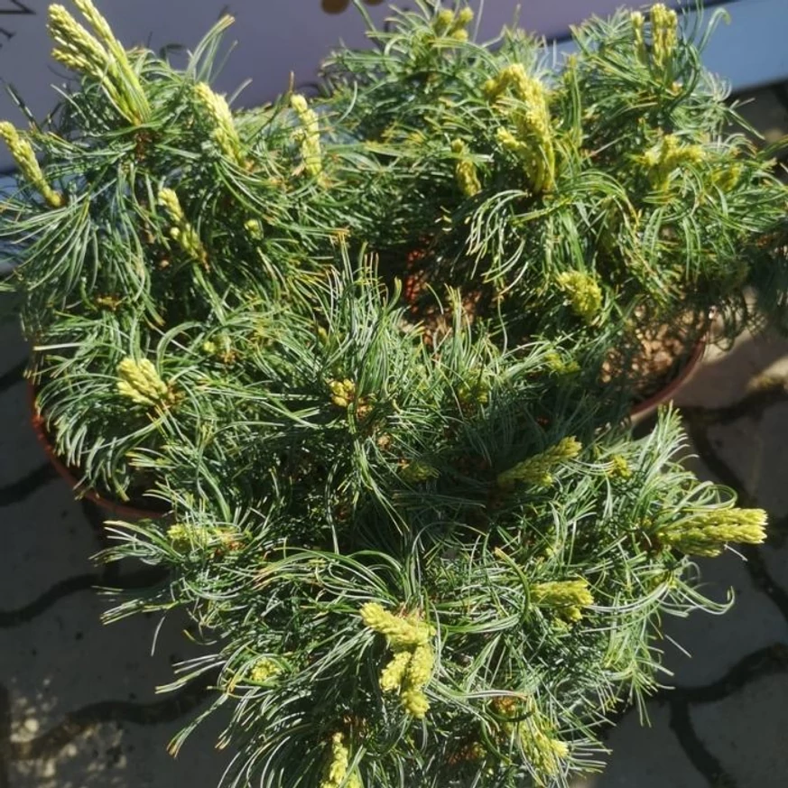 Pinus strobus Tiny Kurls - Pin pitic Tiny Kurls