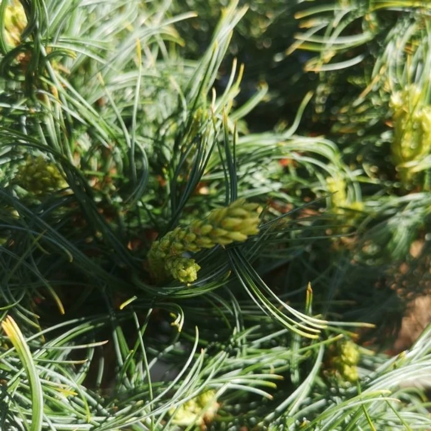 Pinus strobus Tiny Kurls - Pin pitic Tiny Kurls