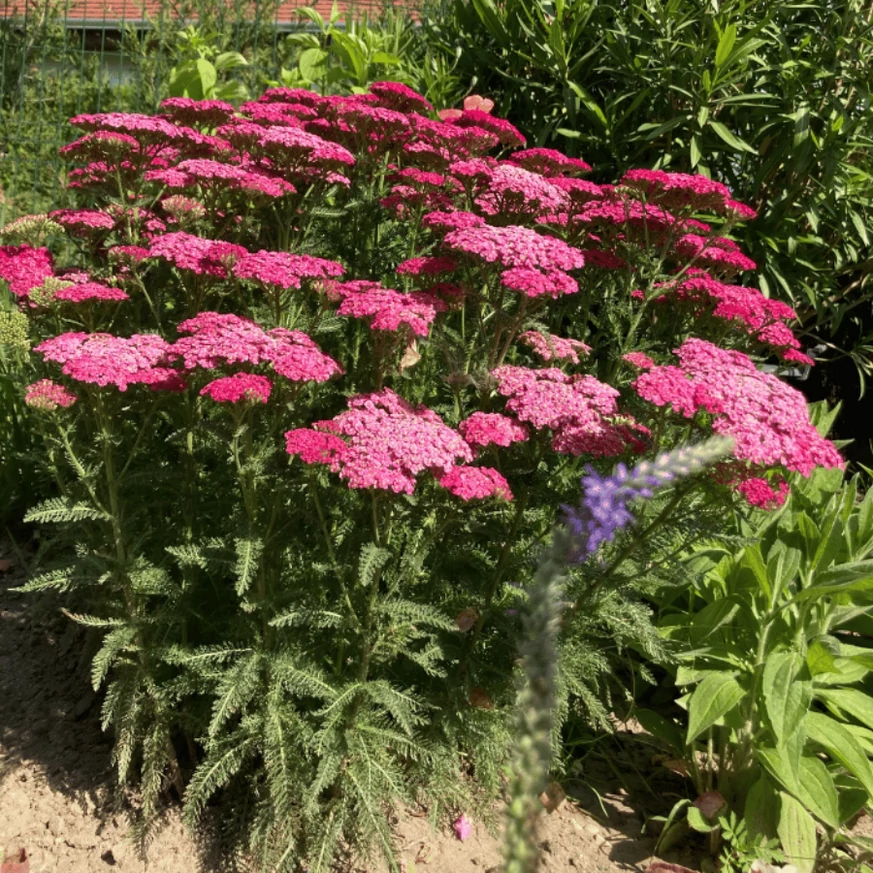 Coada șoricelului roz înflorit în grădină, în poză sunt plantate 5 plante, la prima înflorire după plantarea de toamnă. 