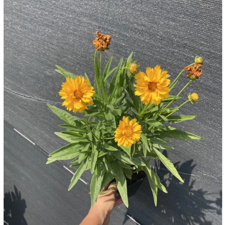 Coreopsis grandiflora - Ochiul fetei