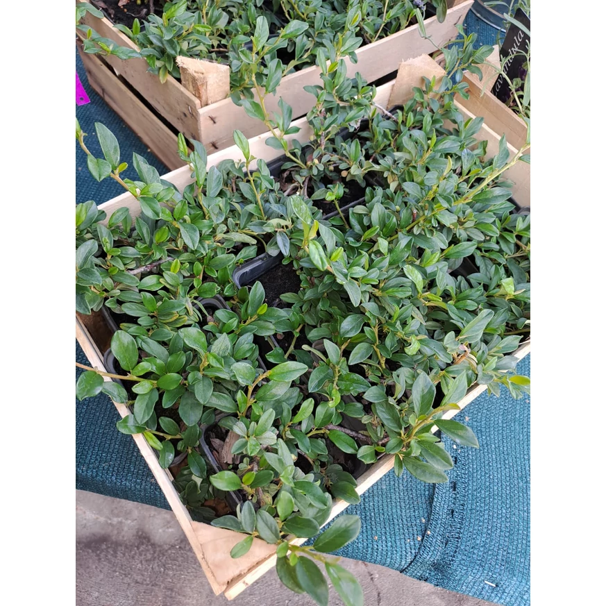 Cotoneaster târâtor într-o ladă. 