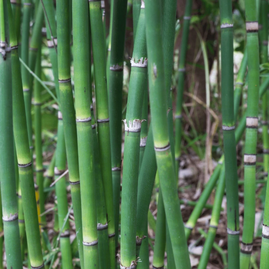 Equisetum P18 - Coada calului