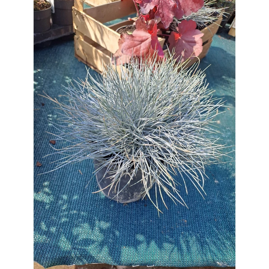 Festuca glauca în ghiveci.