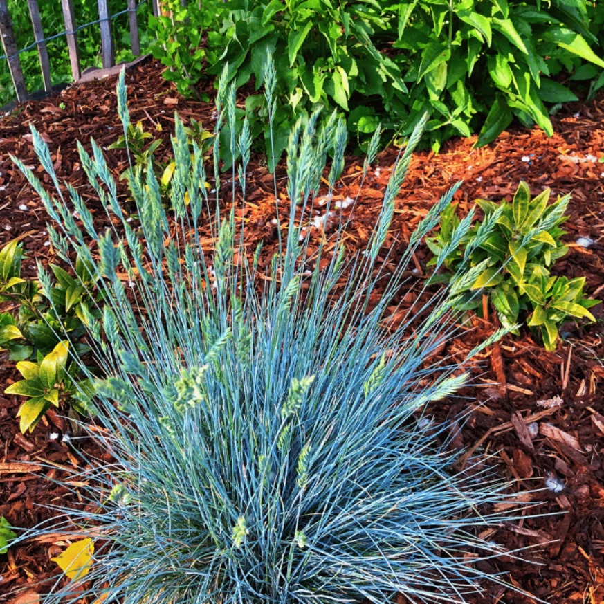 Tulpinile florale lungi ale plantei Festuca glauca.