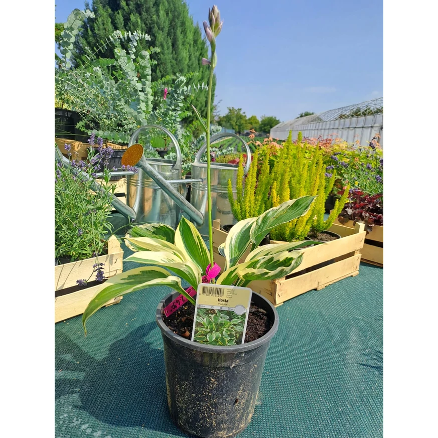 Hosta la ghiveci