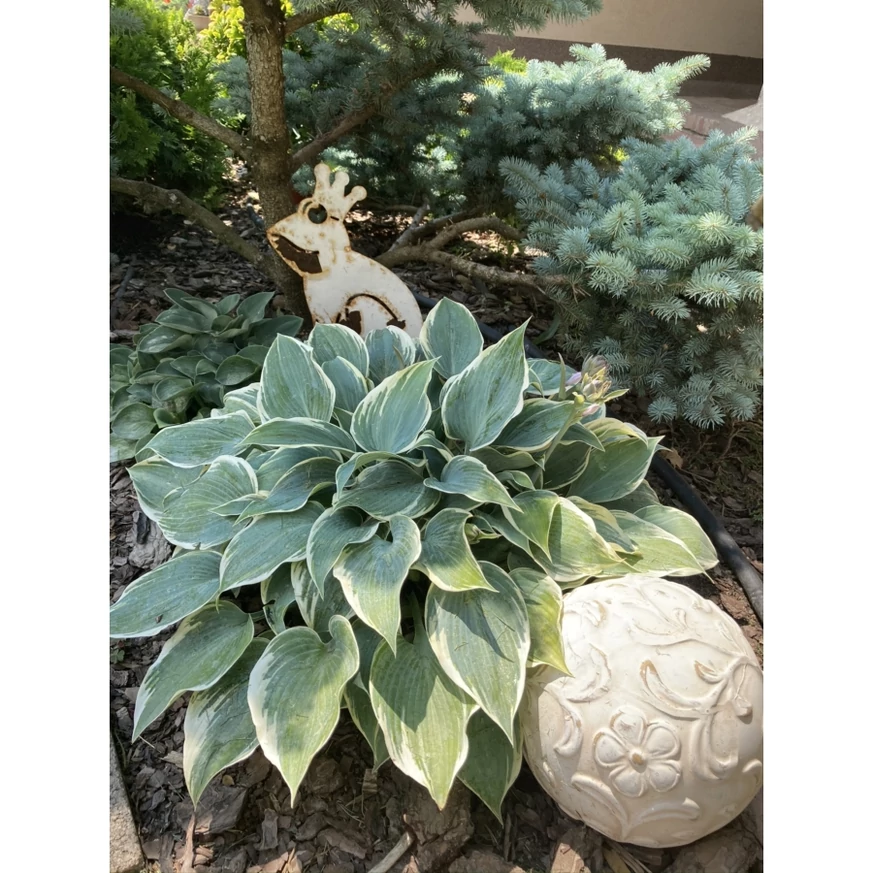 Hosta într-un strat de flori