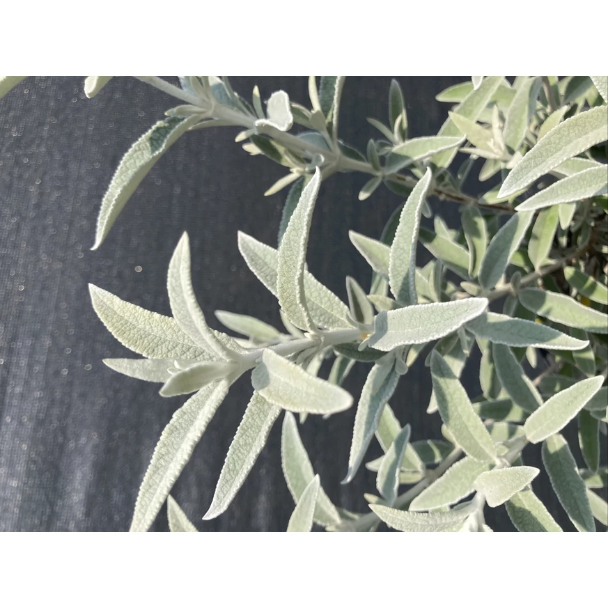 Buddleja davidii Silver Anniversary - Liliac de vară argintiu