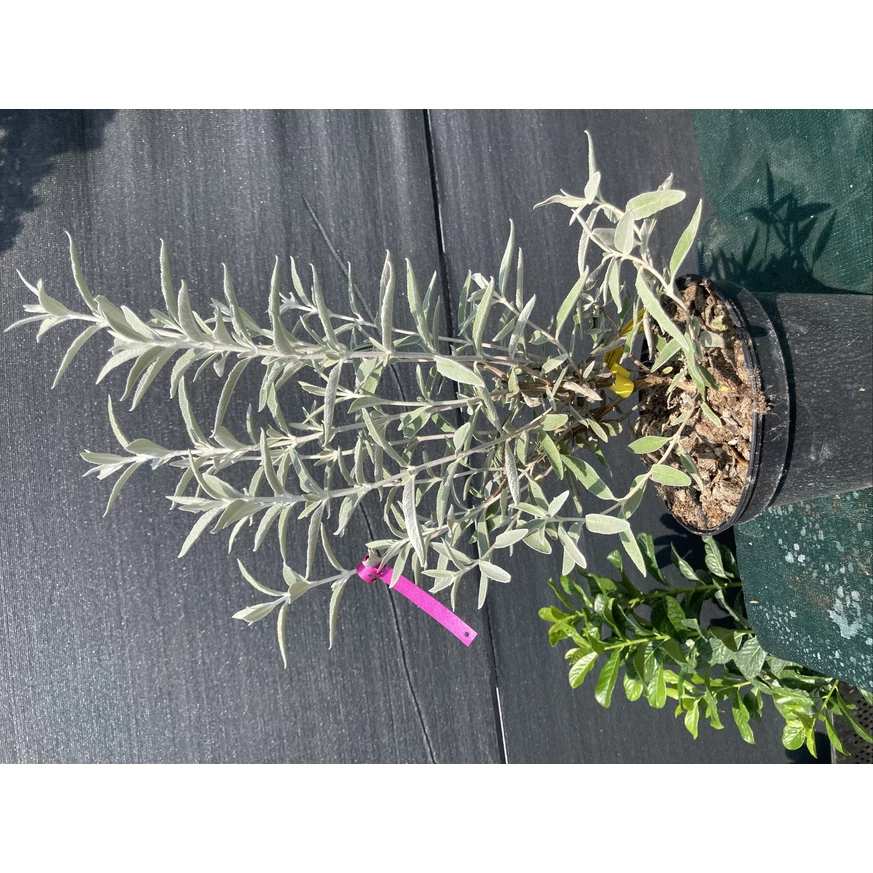 Buddleja davidii Silver Anniversary - Liliac de vară argintiu