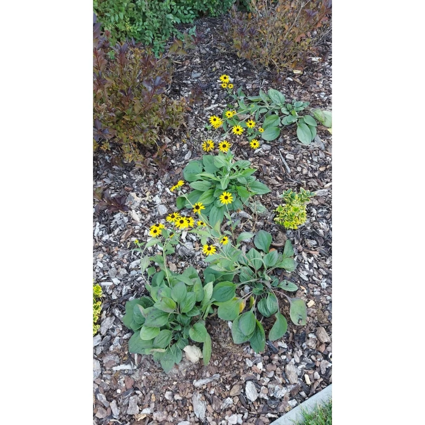 Rudbeckia fulgida plantat într-un strat de flori acoperit cu mulci. 
