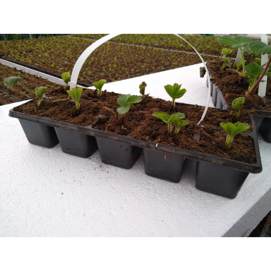 Răsaduri de căpșuni  soi MONTEREY în cuburi nutritive