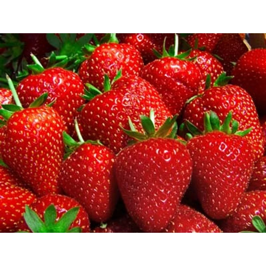 Stoloni căpșuni frigo soi MONTEREY