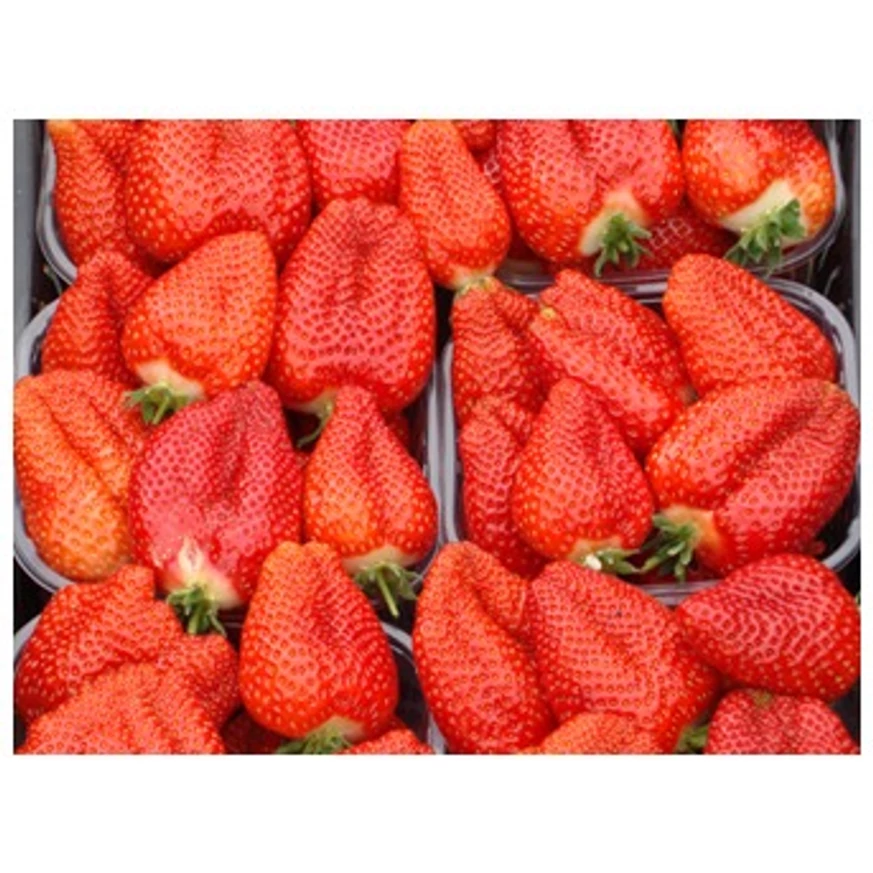 Stoloni căpșuni frigo soi MONTEREY
