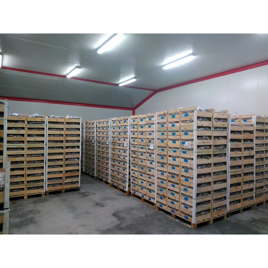 Răsadurile congelate de căpșuni tip frigo se păstrează în frigider.