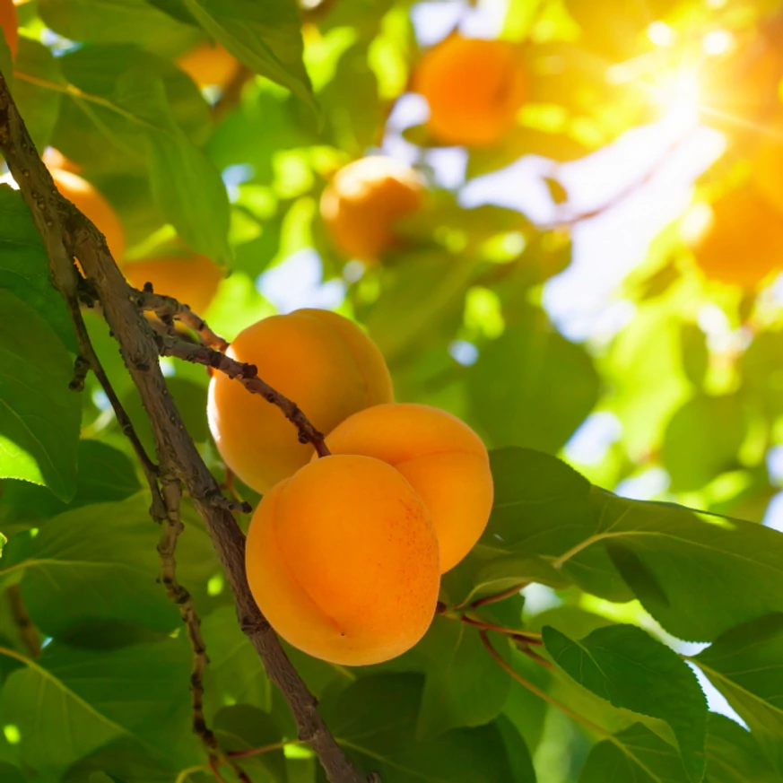 Prunus armeniaca