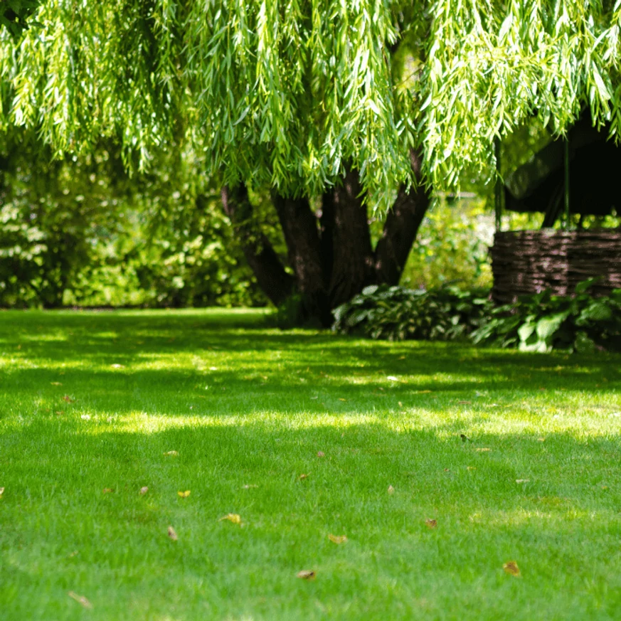 Semințe de gazon ICL LANDSCAPER PRO SUN & SHADE 5kg/sac
