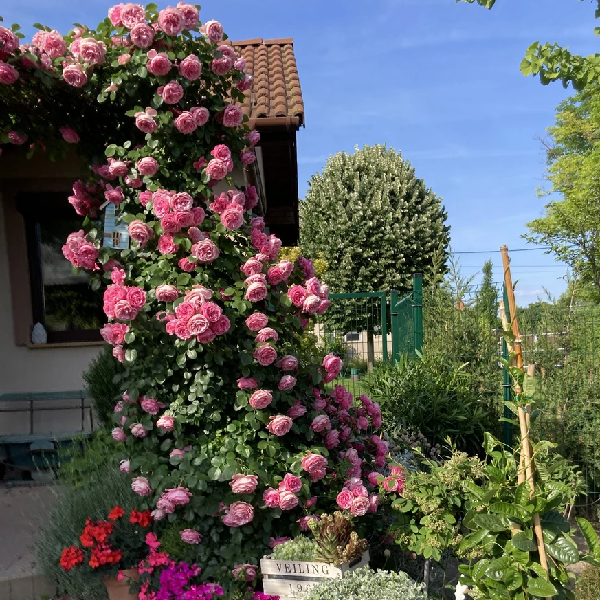 Rosa Leonardo da Vinci - Trandafir