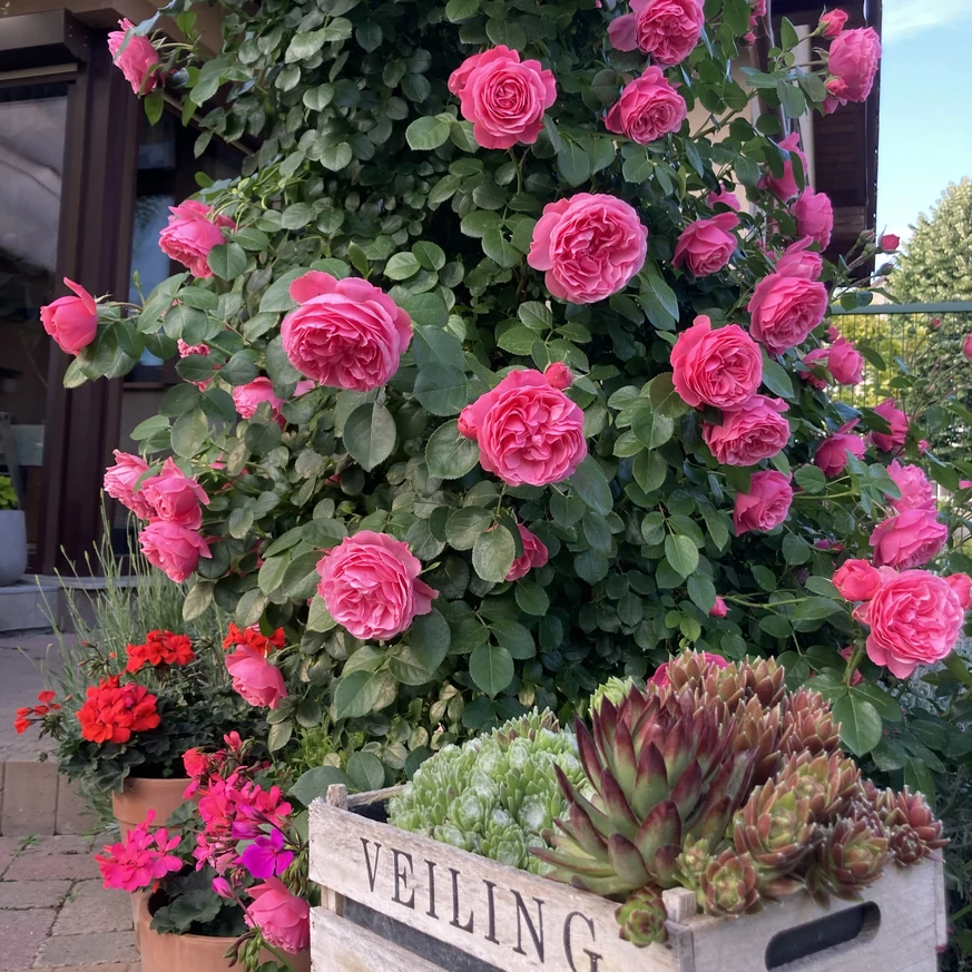 Florile pline, de un roz delicat, ale trandafirului urcător Leonardo da Vinci, în toată splendoarea lor.