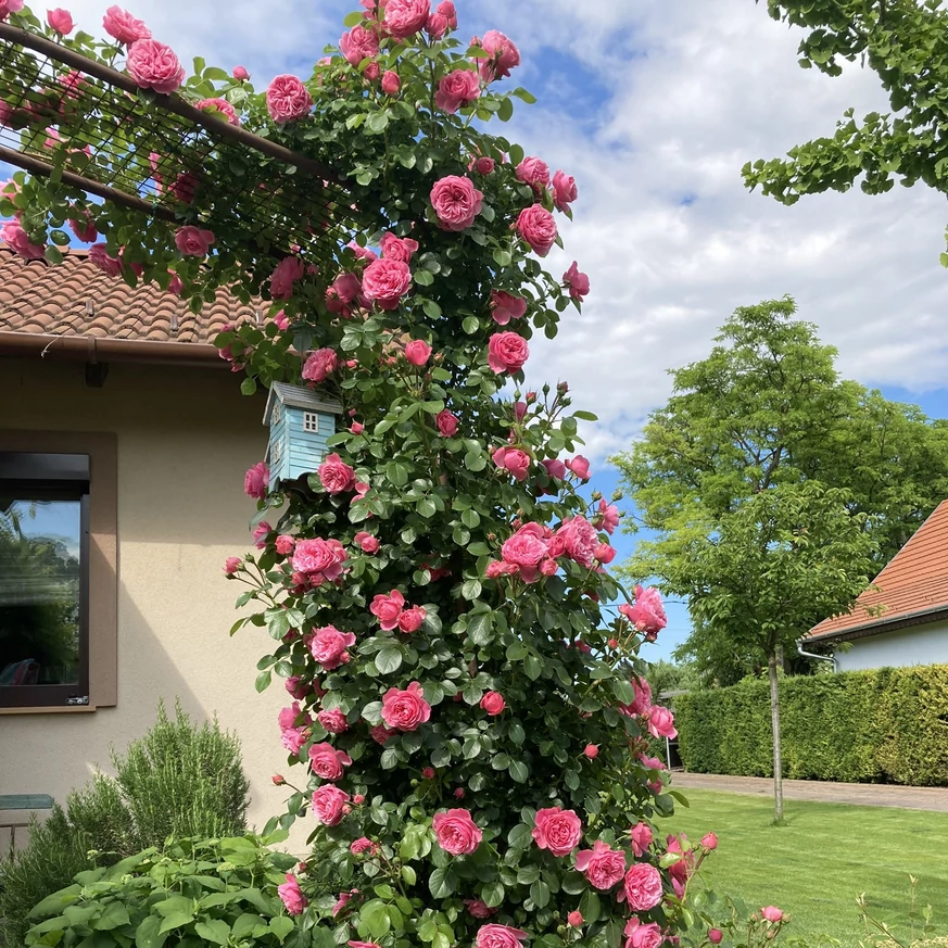 Rosa Leonardo da Vinci - Trandafir