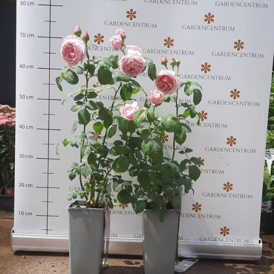 Rose species - Trandafir