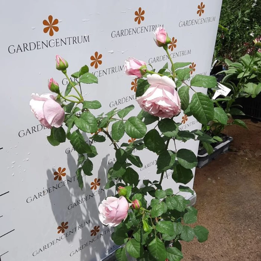 Rose species - Trandafir