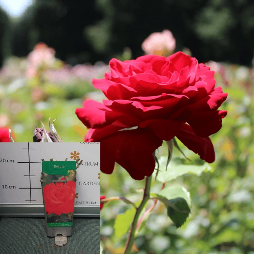 Rose species - Trandafir