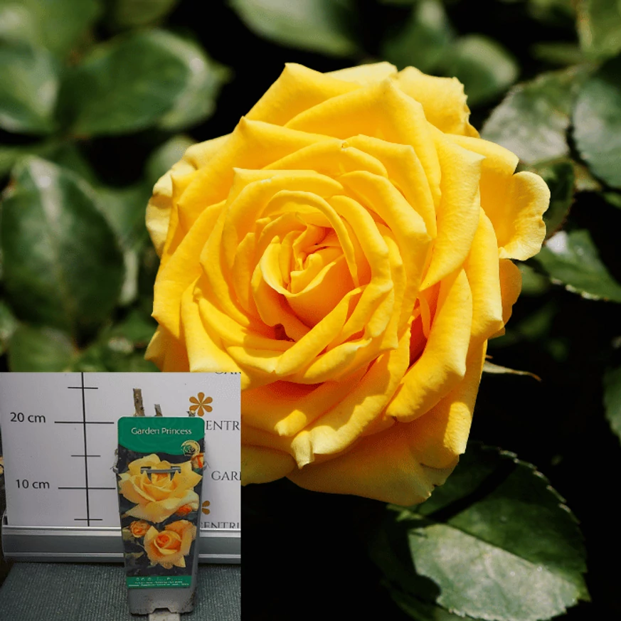 Rose species - Trandafir