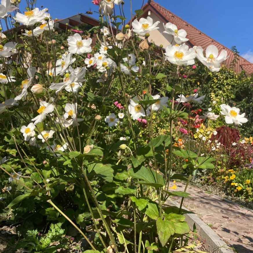 Anemone Honorie Jobert plantat într-un strat peren. 