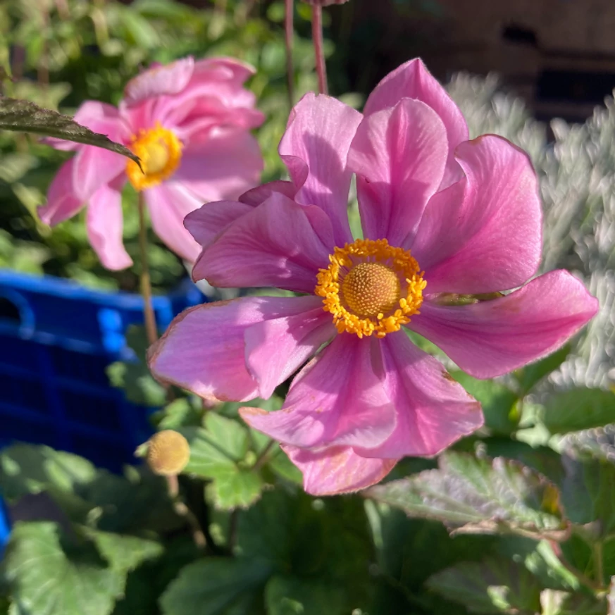 Florile fruomase ale plantei Anemone hybrida Serenade 