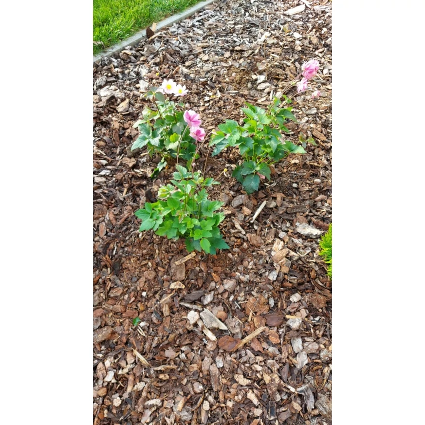 Floarea vântului arată cel mai bine când este plantat în grupuri. 