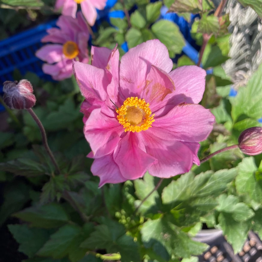 Anemone hybrida Serenade înflorește la sfârșitul verii.