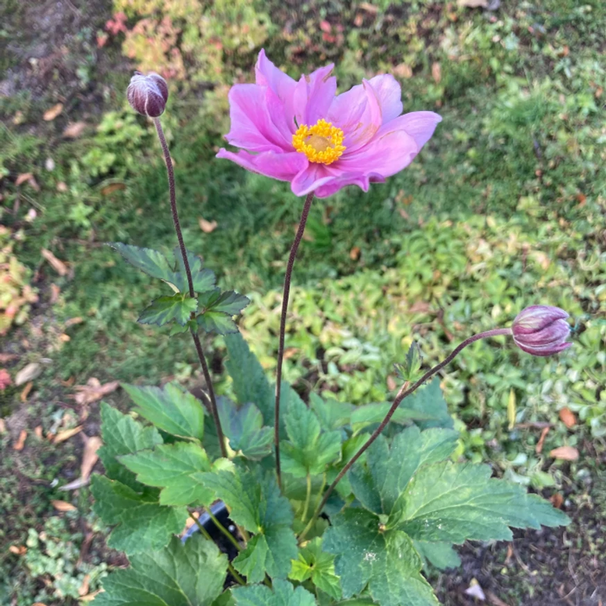 Inforescența plantei Anemone pe o tulpină florală înaltă. 