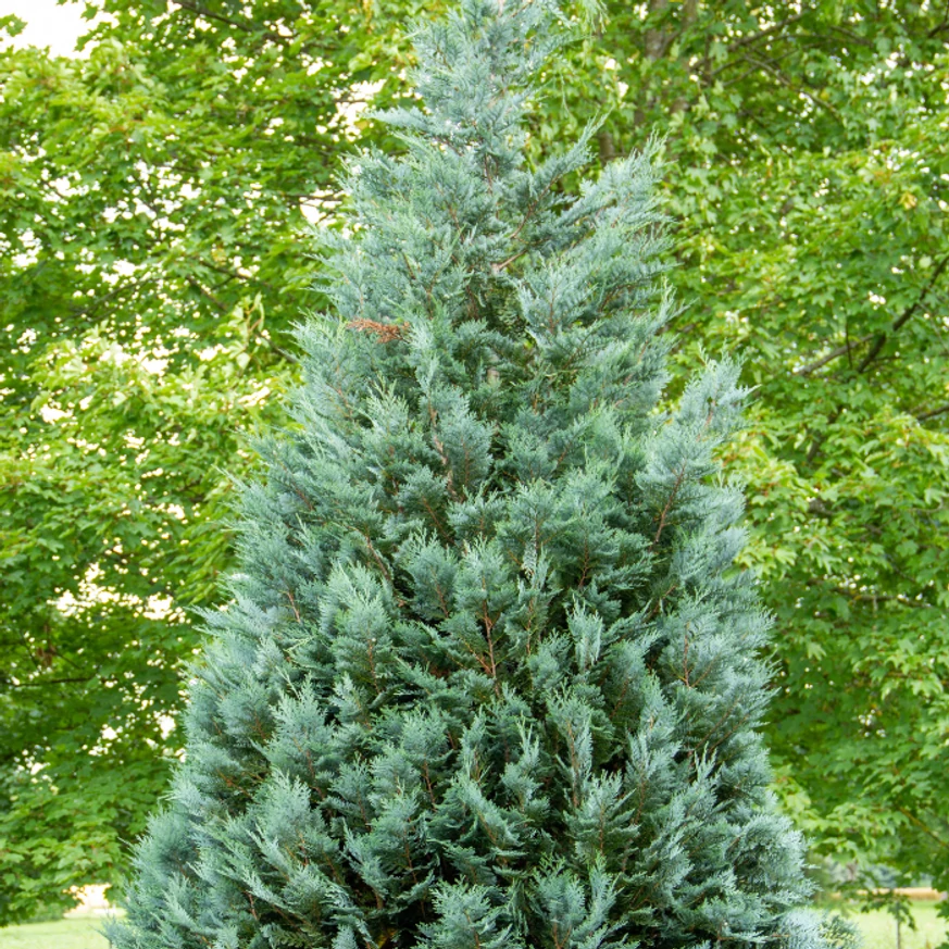 Chiparos Ellwoodii, planta ornamnetală veșnic verde. 