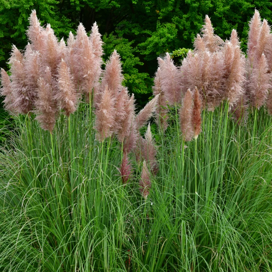 Inflorescențele plantei ierbii de pampas roz.