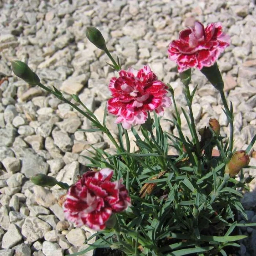 Garofița Whatfield Gem în timpul înfloririi. 