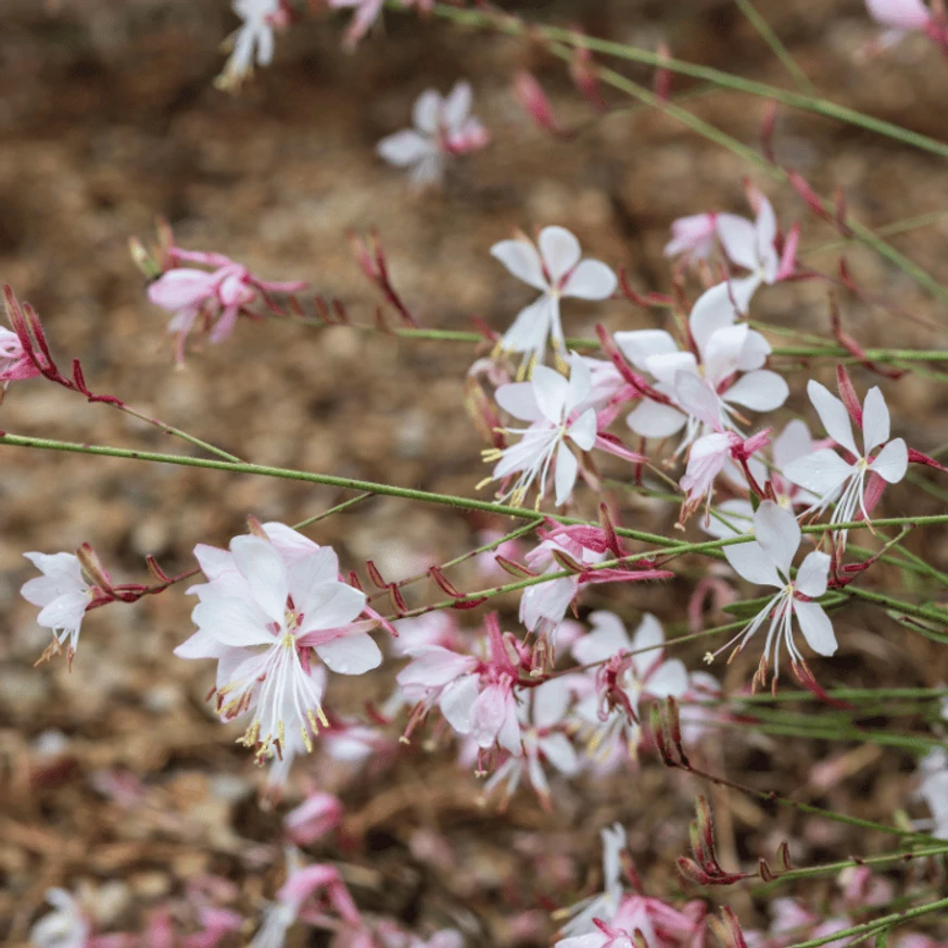 Florile albe ale plantei Gaura lindheimeri sunt minunate. 