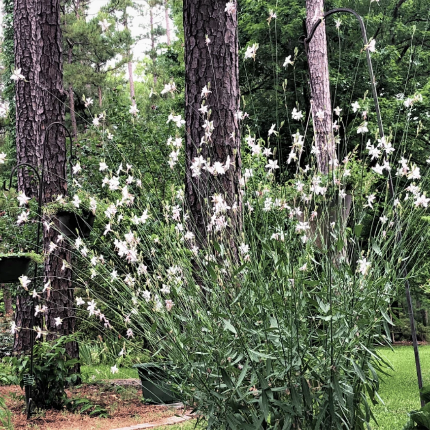 Gaura lindheimeri - Floarea albinei albă