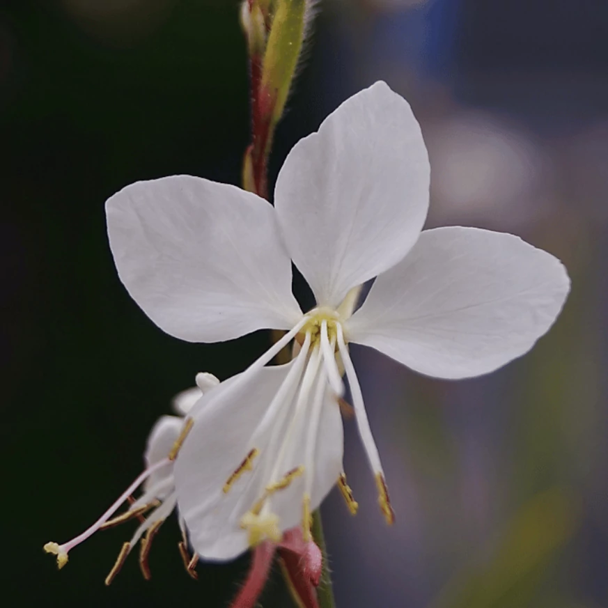 Gaura lindheimeri - Floarea albinei albă