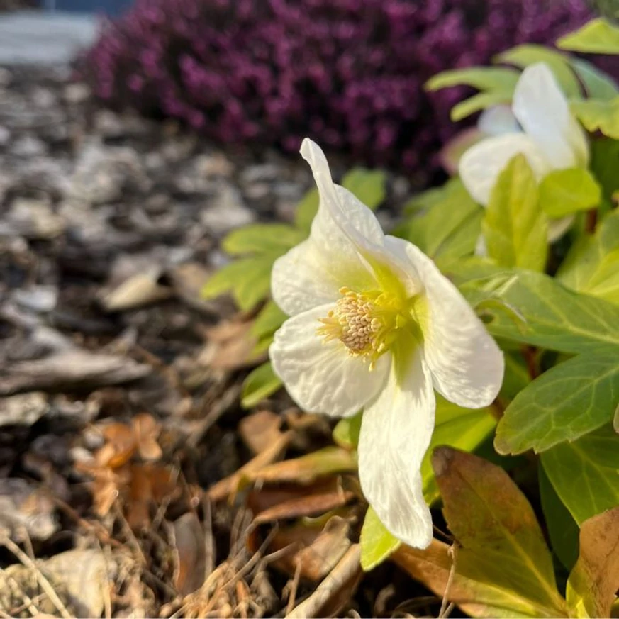 Helleborus niger - Trandafirul Crăciunului