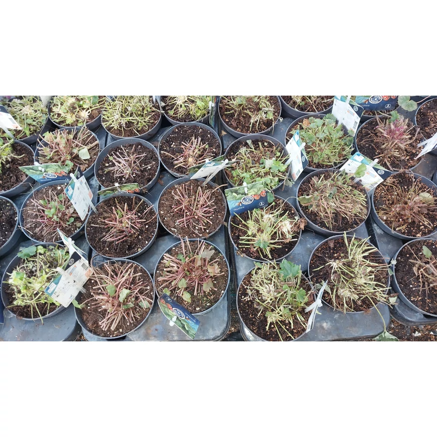 Heuchera micrantha - Clopoțelul purpuriu