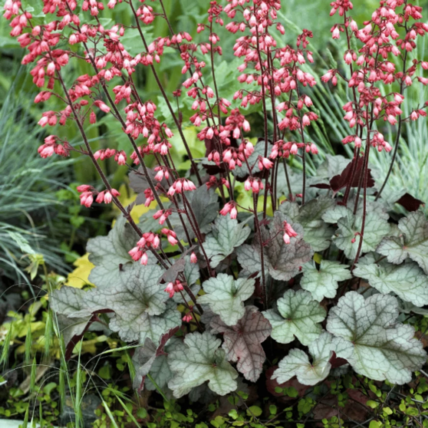 Heuchera micrantha - Clopoțelul purpuriu