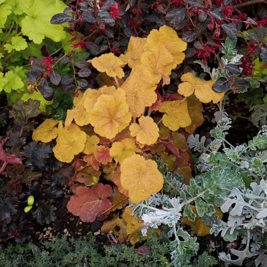 Heuchera micrantha - Clopoțelul purpuriu