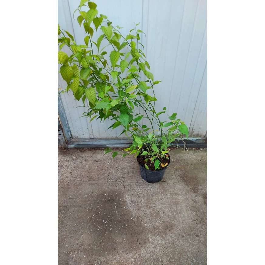 Kerria japonica Golden Guinea multi-ramificat la ghiveci. 