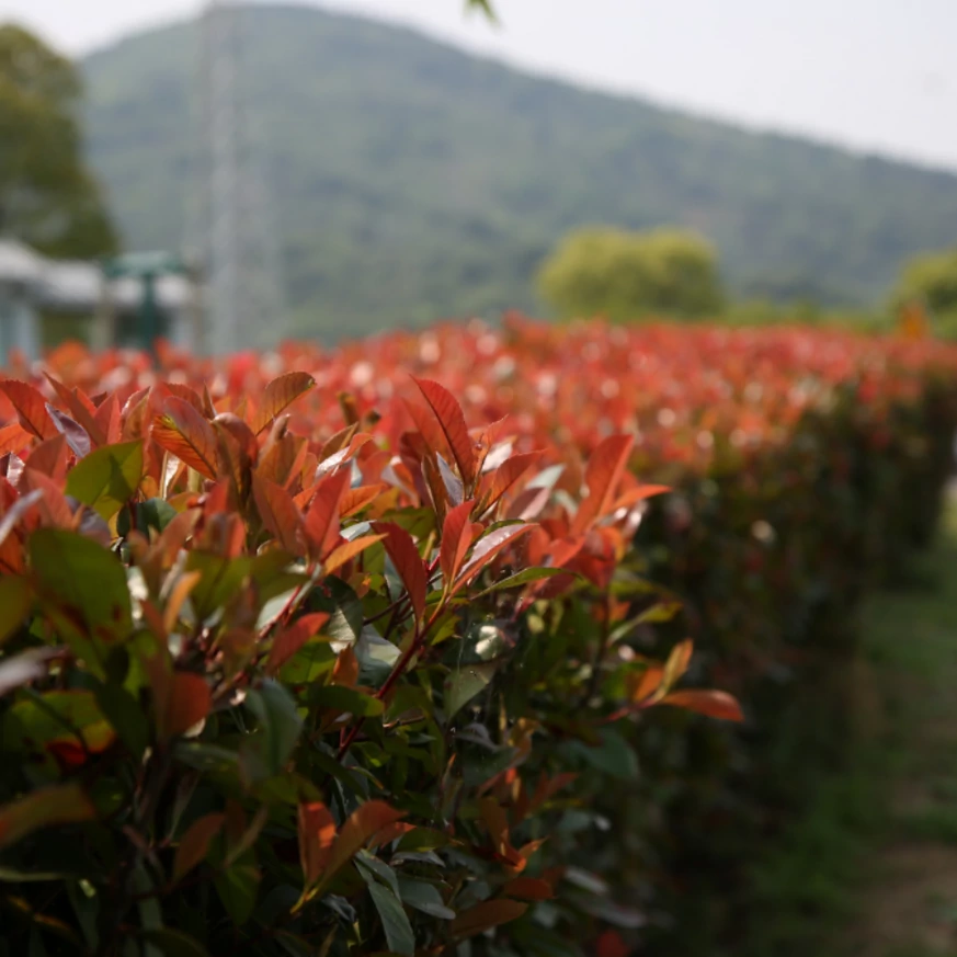 Photinia x fraserii Red Robin decorează cu lăstari roșiatici. 