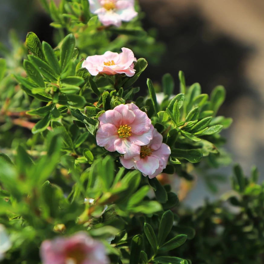 Potentilla fruticosa cu flori roz. 