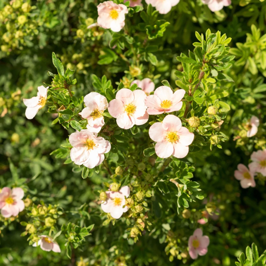 Potentilla fruticosa înflorit. 