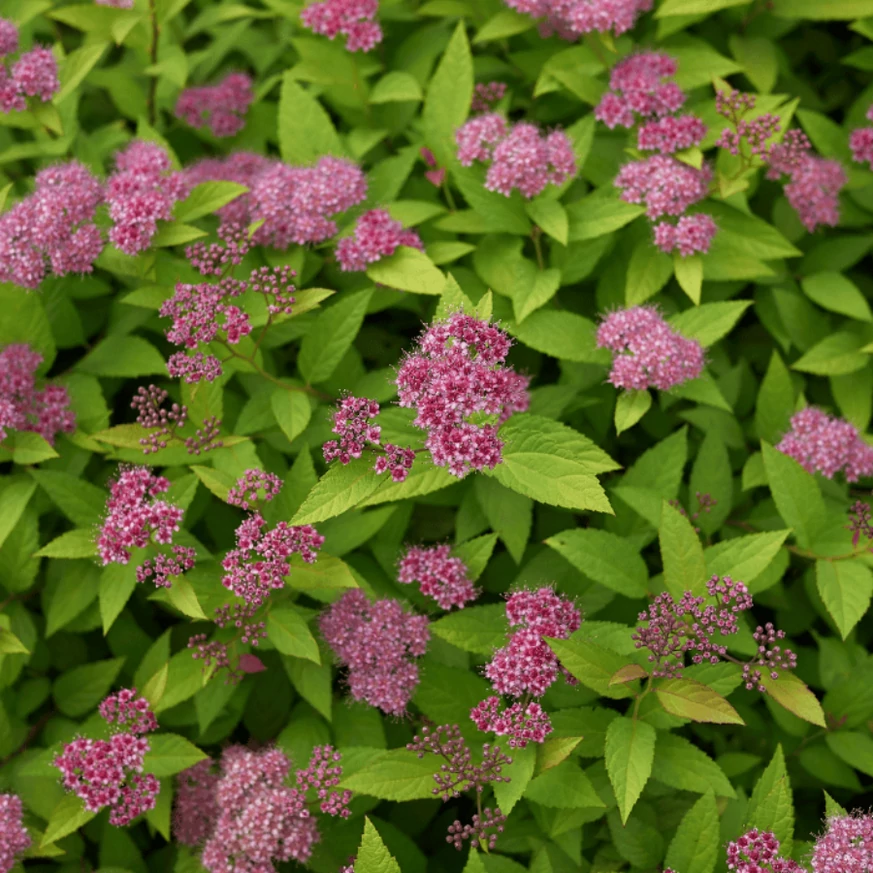 Spirea japonica în plină floare