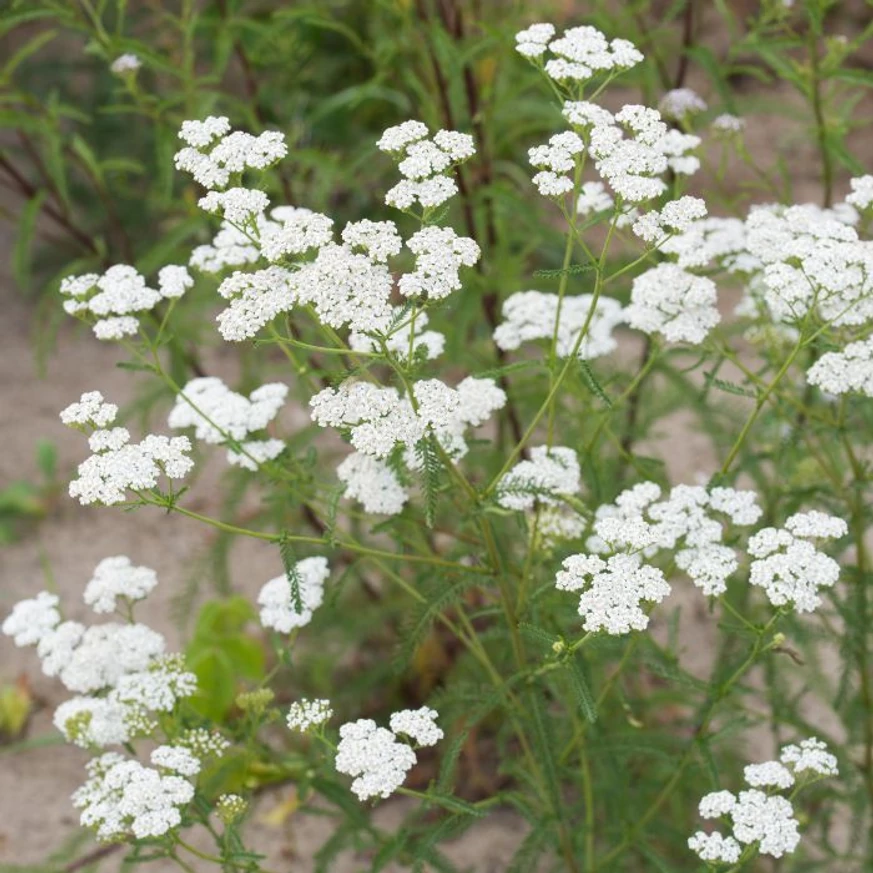 Flori albe de Achillea millefolium.