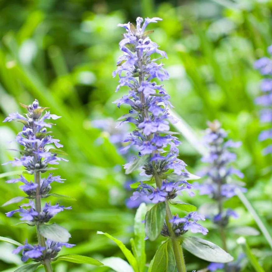 Ajuga sp. - Vinețica cu frunze galbene