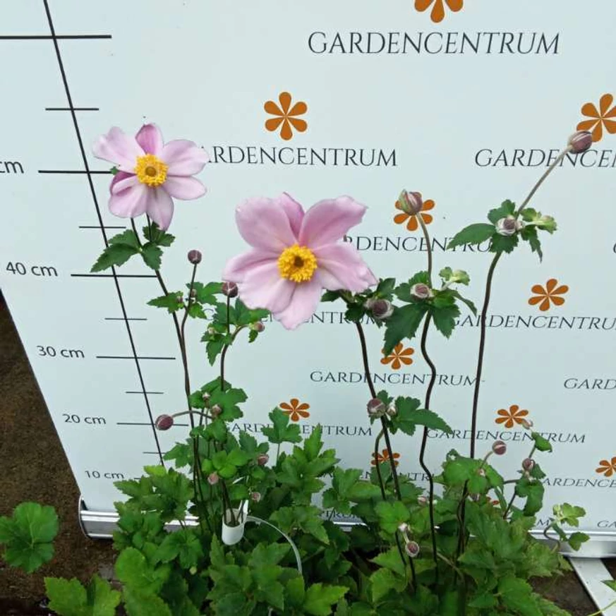 Anemone hybrida Serenade în timpul înfloririi. 