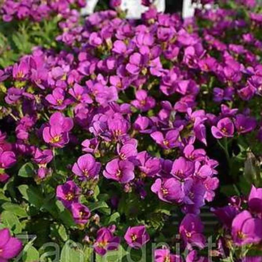 Arabis caucasica Little Treasure Deep Rose în timpul înfloririi. 